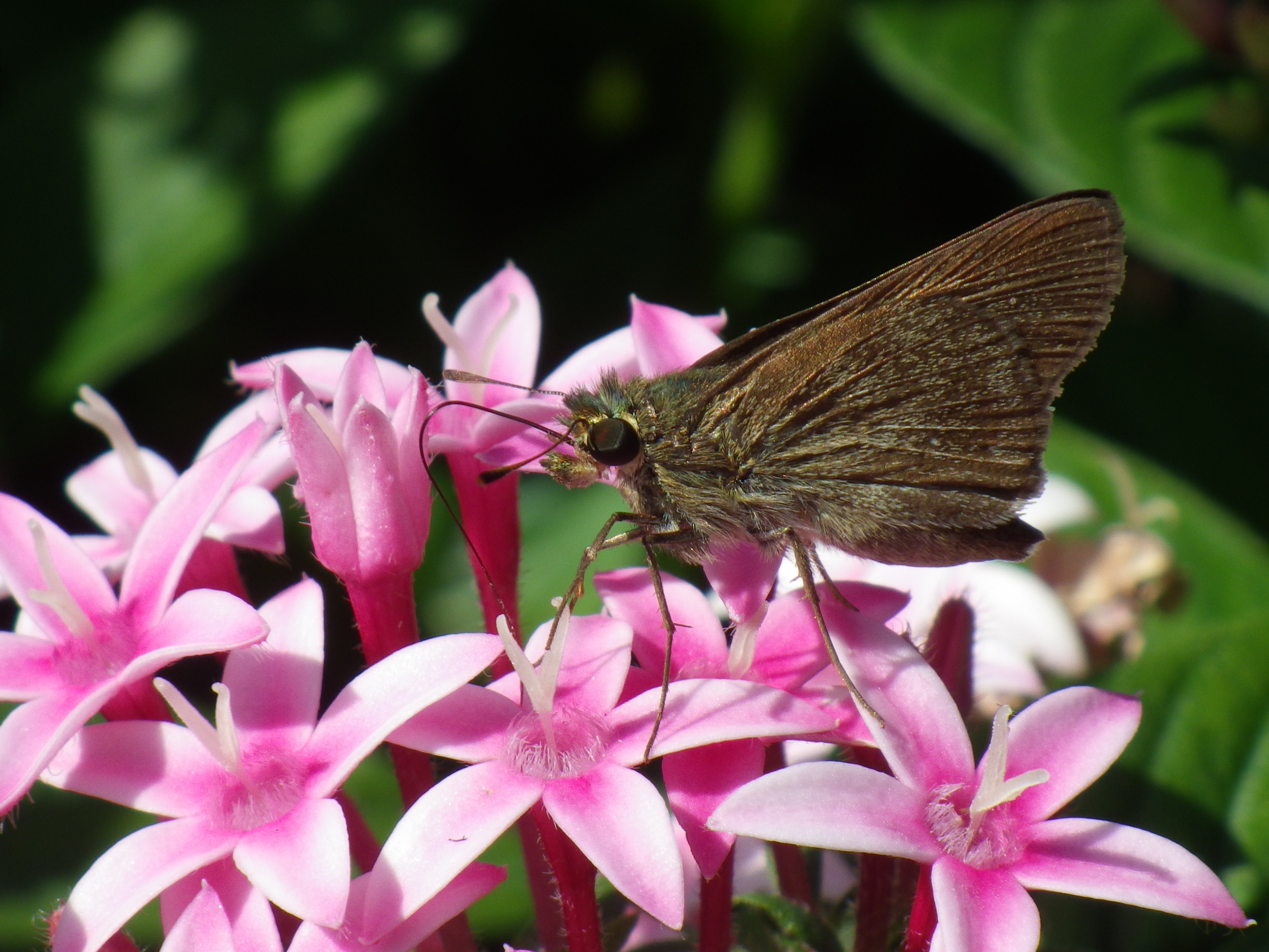 チャバネセセリ