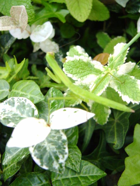 DSC09161.JPG