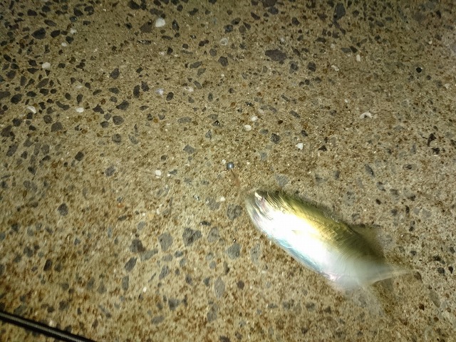 showPhoto (640×480)