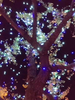 青イルミネーションの木2015