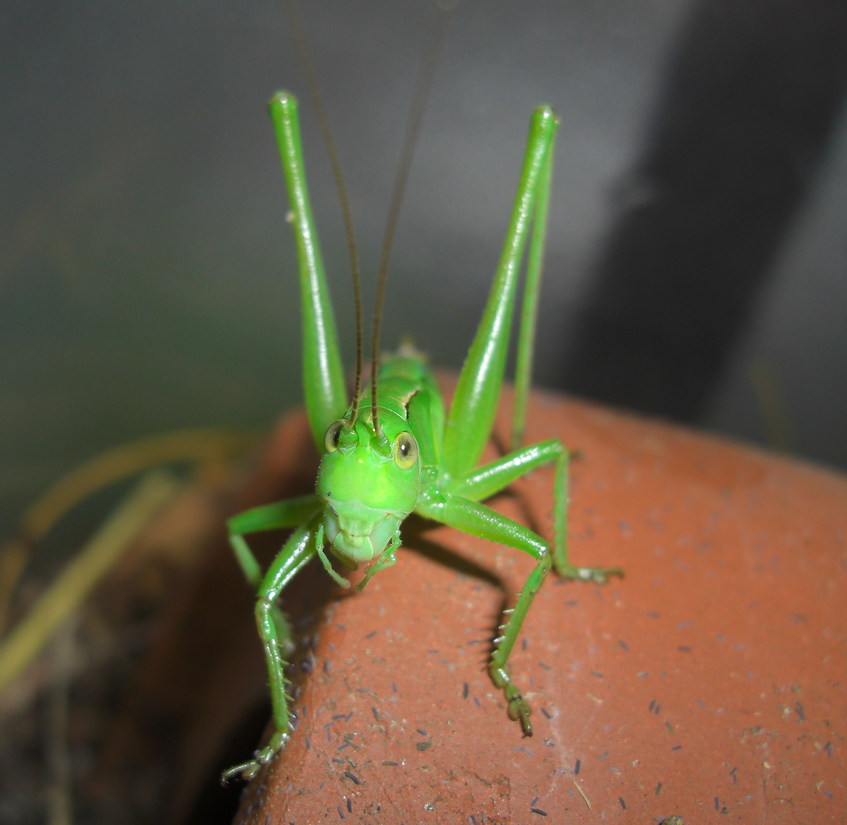 キリギリス　捕獲後の様子