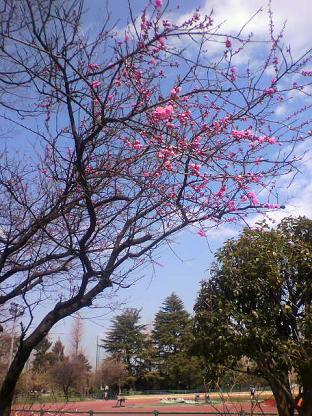 八重桜ｶﾅ☆SK.JPG