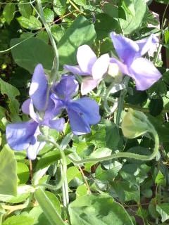 薄紫スイートピー2017