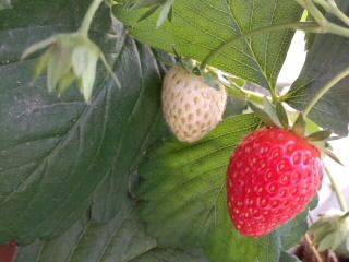 青苺と赤苺2017