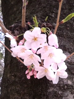 幹の花房_4月2日