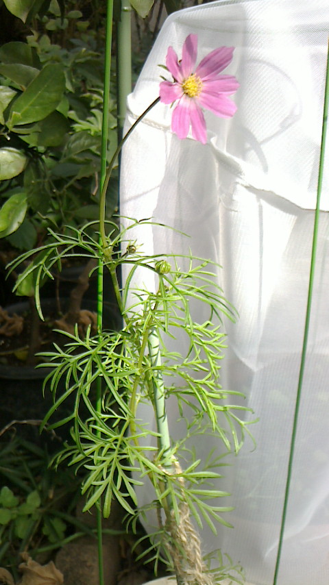 NEC_0142.JPG