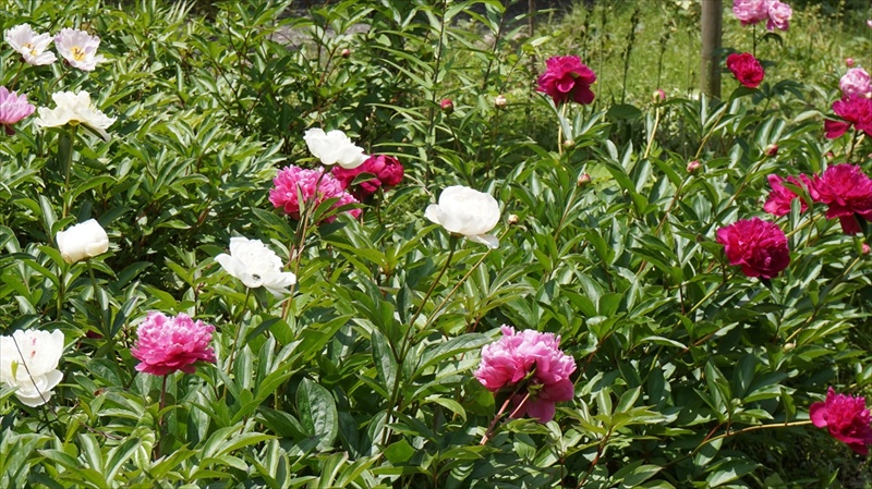 20150525 11001601.JPG