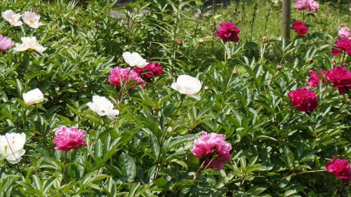 20150525 11001601.JPG