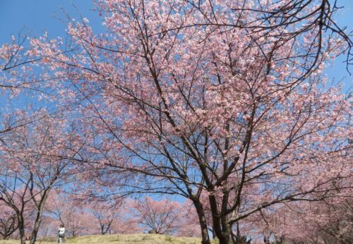 しだれ桜の里 (12).jpg