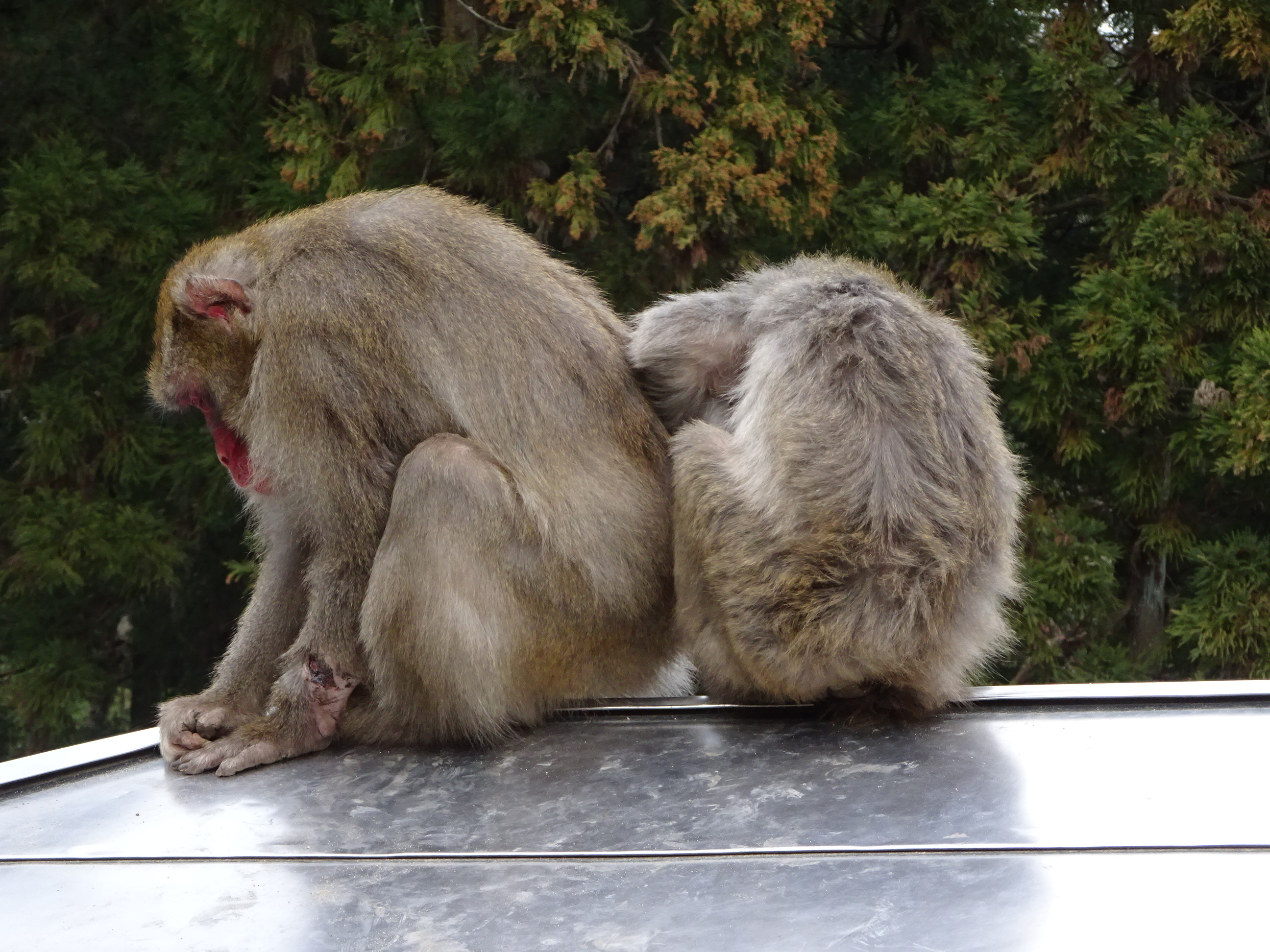 ナンチュウの恋 (1).JPG