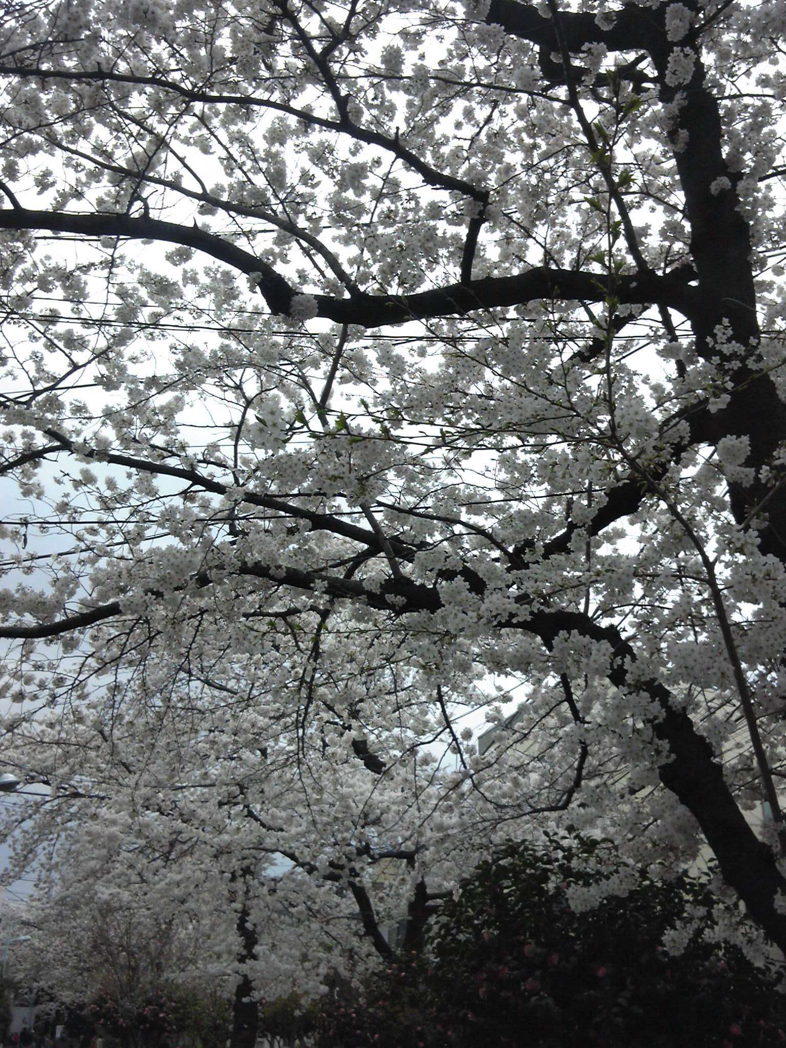 曇天中満開