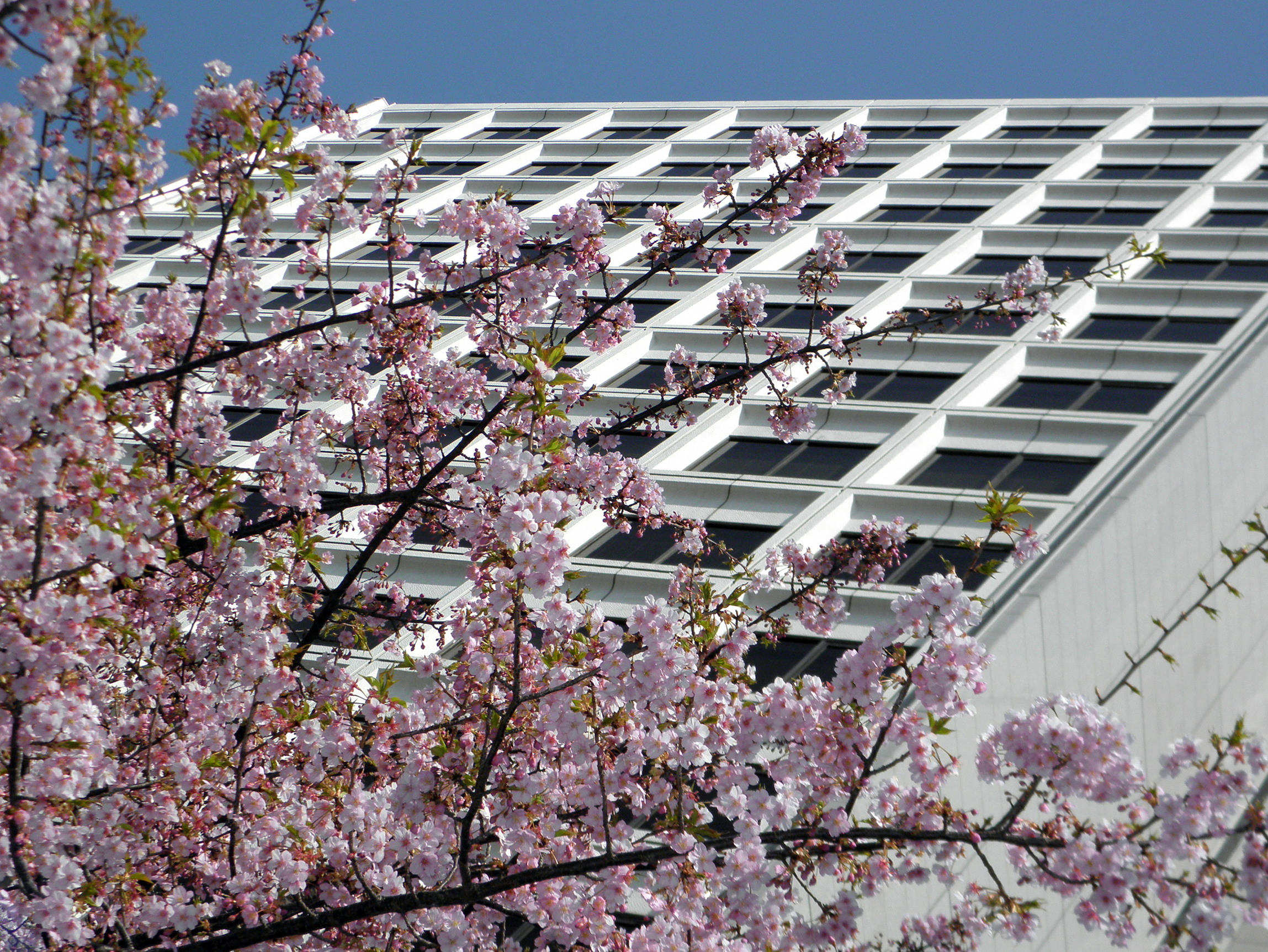 丸紅の河津桜２　12.03.20.jpg