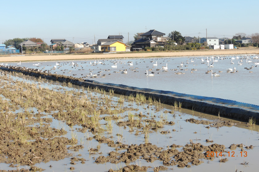 白鳥　26,12-031w.jpg