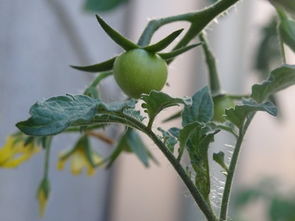 ヘタがピン！と