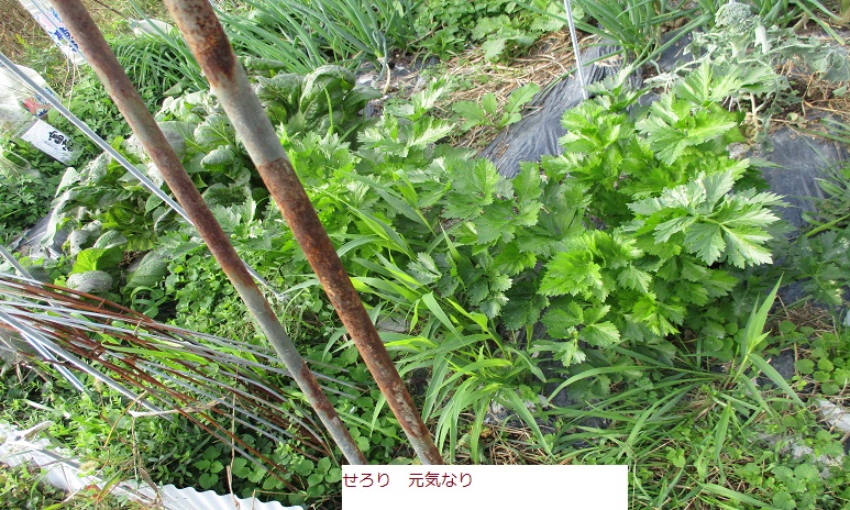せろり.JPG