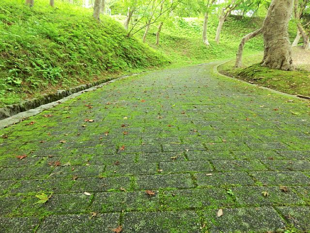 苔むした道.jpg