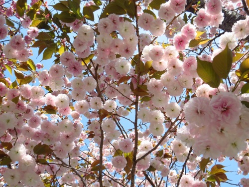 八重桜（一心寺）H_0013.jpg