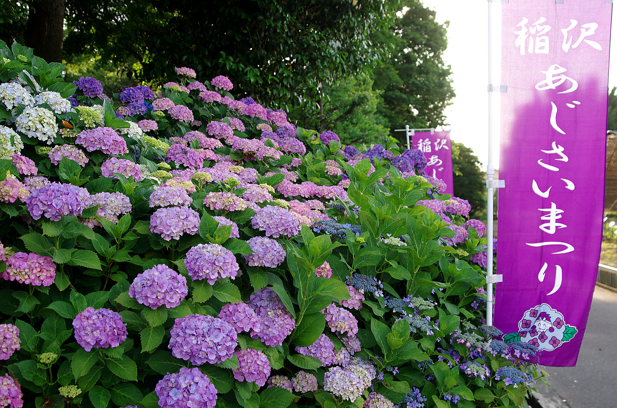 稲沢あじさい祭り(1).jpg