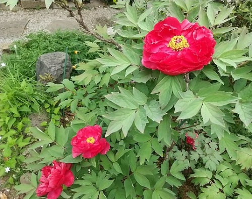 牡丹 芍薬 ネコ様とガーデニング 楽天ブログ