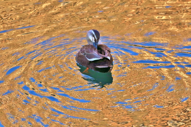 P95A4837 (640x427).jpg