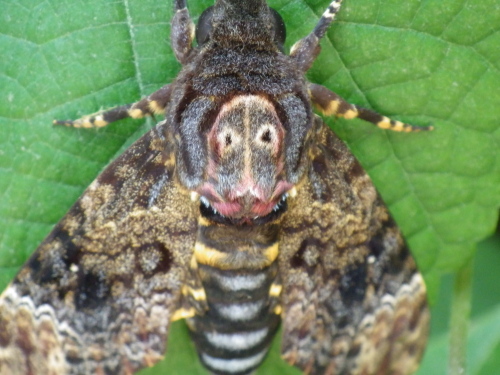 クロメンガタスズメ