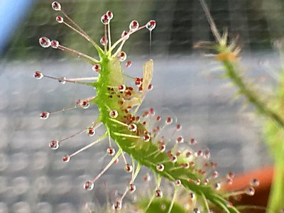 D.ｱﾝｸﾞﾘｶBCP4.jpg
