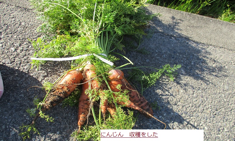 にんじん.JPG