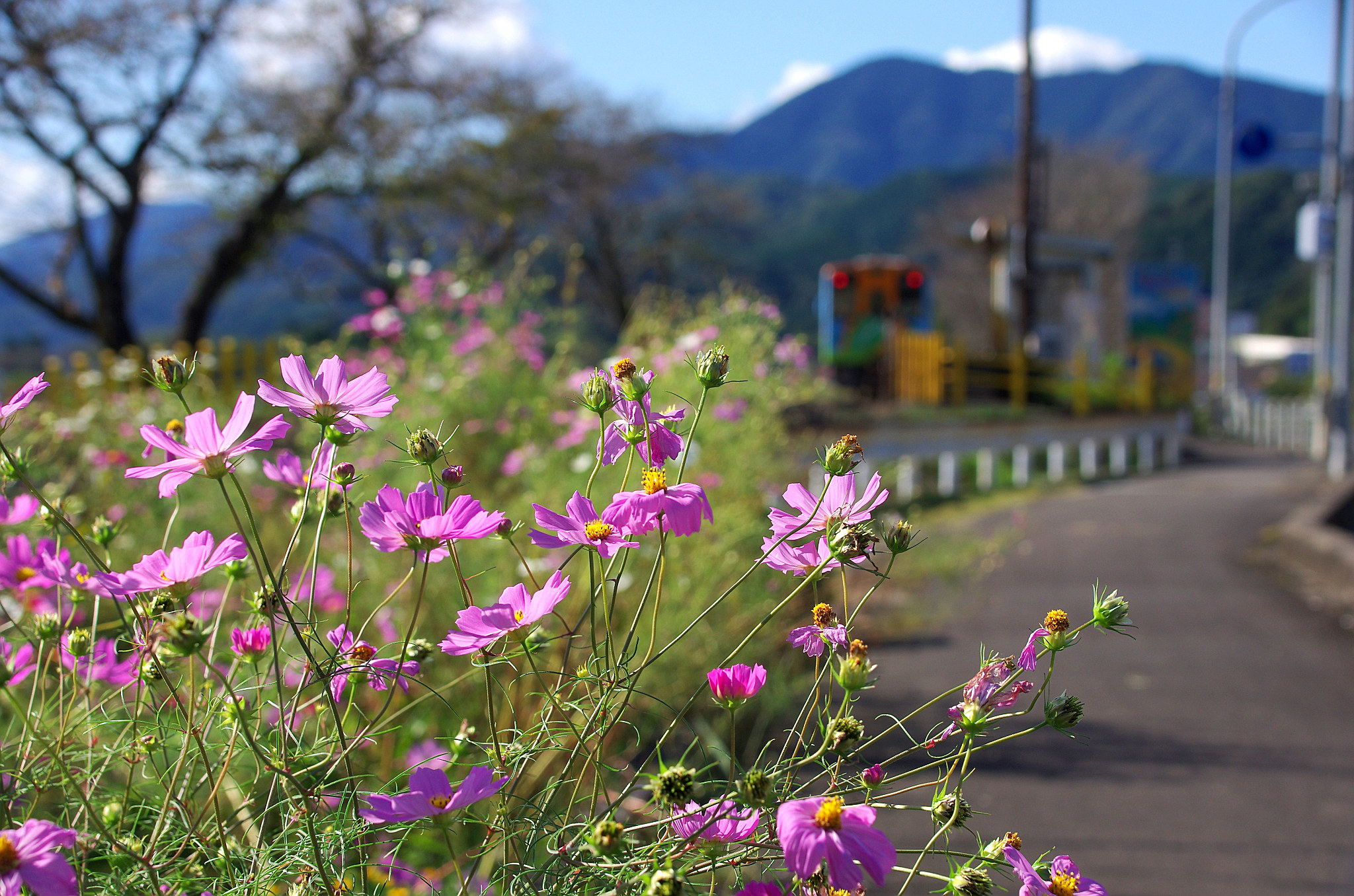 2.コスモスと樽見鉄道(2).jpg