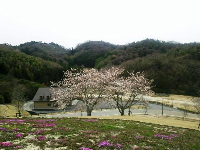 ☆　山と2本の桜.JPG