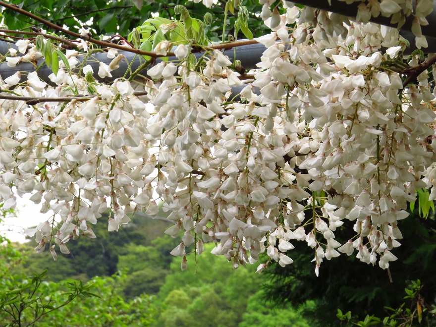藤の花白（西寒多神社2015）3952.jpg