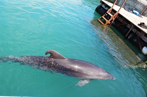 ドルフィンセンター (4).JPG