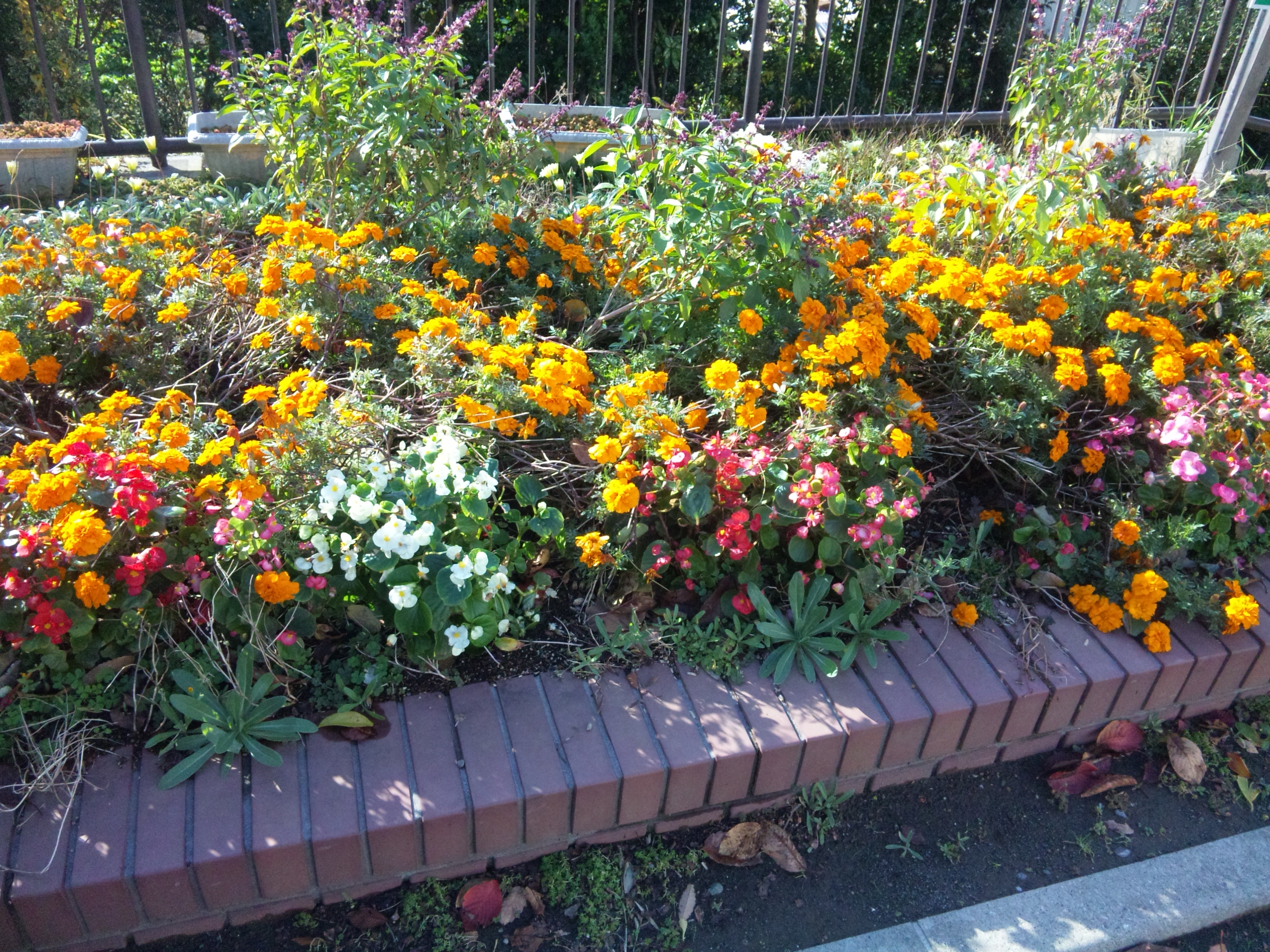 DVC00003  20121119.JPG