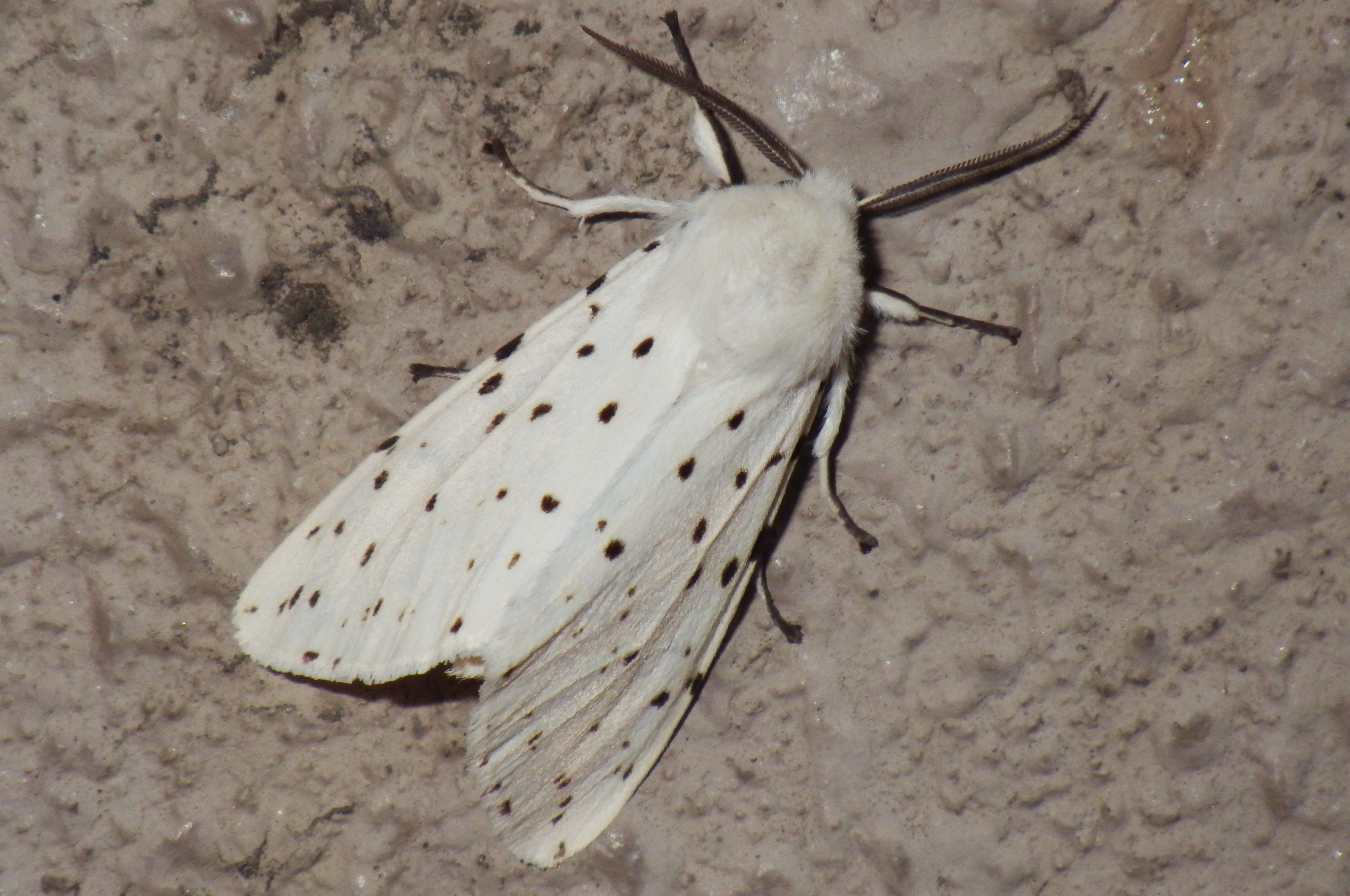 キハラゴマダラヒトリ０１