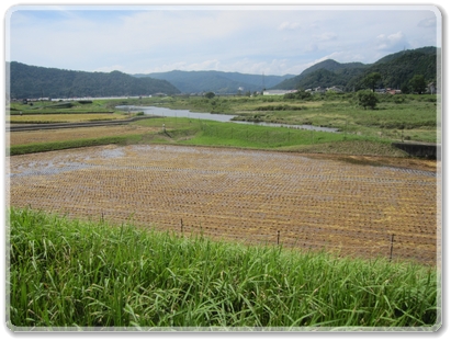 7407稲刈りが進む（吉田付近）_7407.jpg