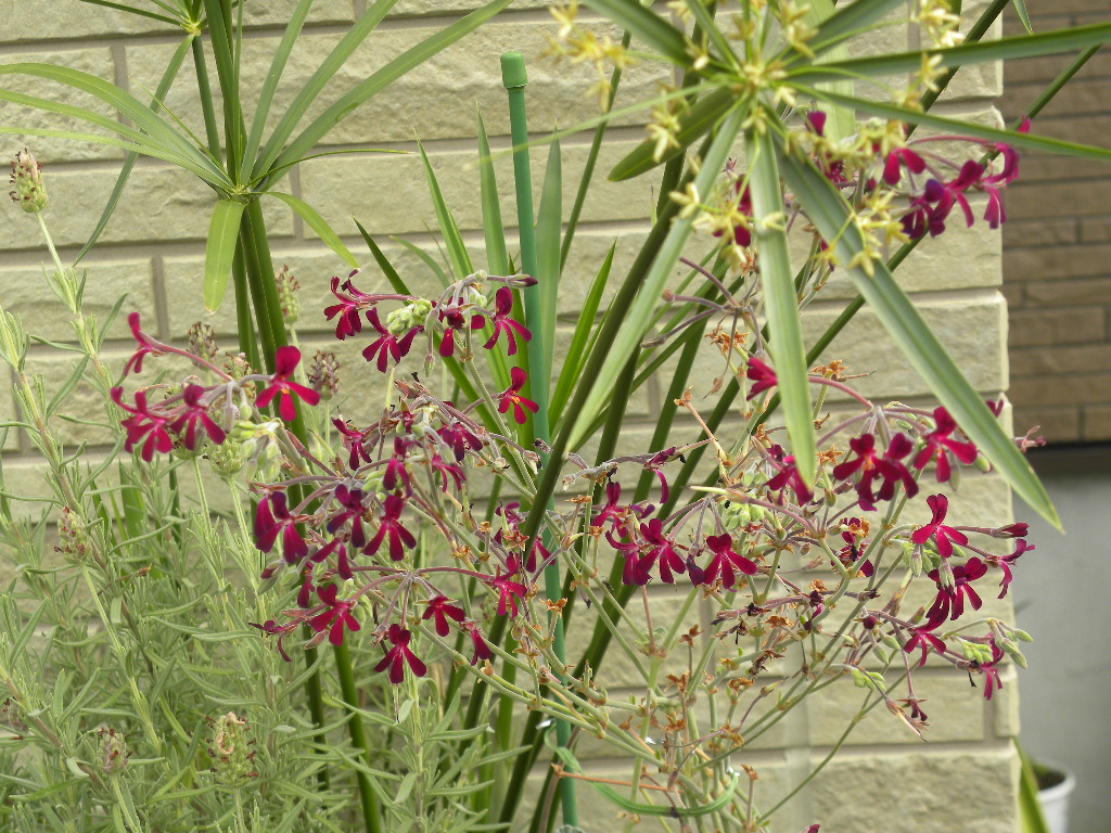 DSCN7938.JPG