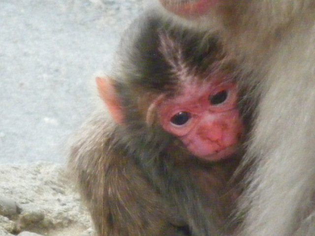 今日生まれの赤ちゃん (7).JPG