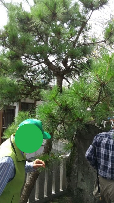 吉弘神社下馬の松.jpg
