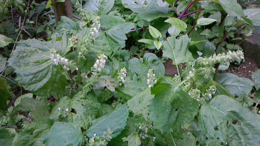 NEC_0493.JPG