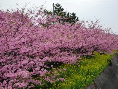 満開の河津桜と菜の花.JPG