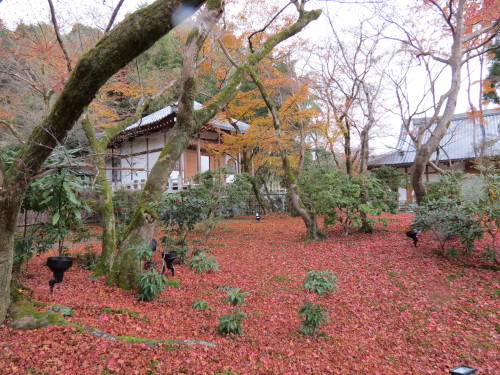 京都2012年秋 008.JPG