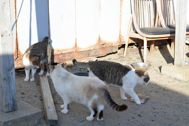 showPhoto (640×426)