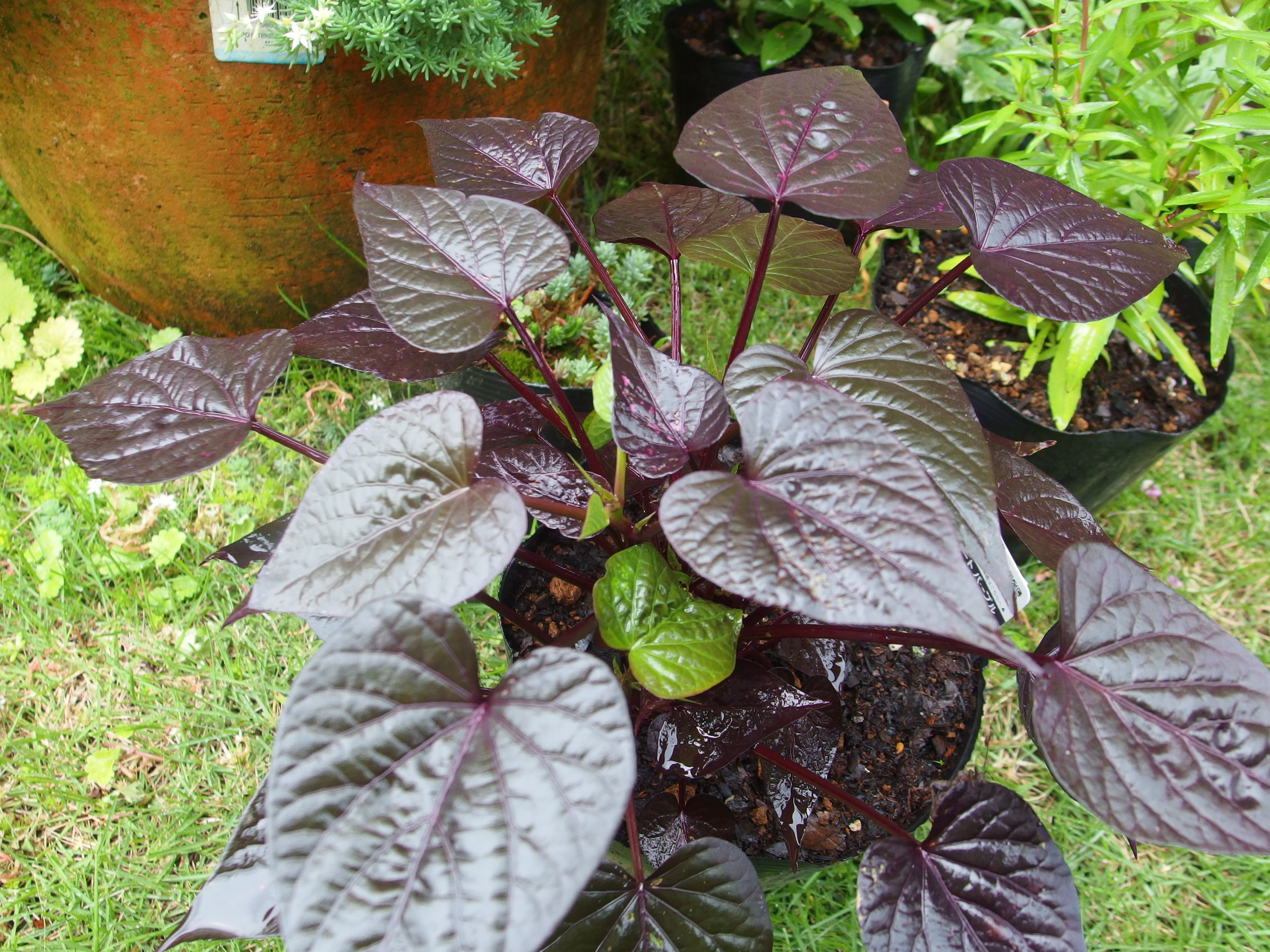 2015-06-30 12.59.16.jpg