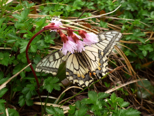 笠ケ岳の生き物201307112.jpg