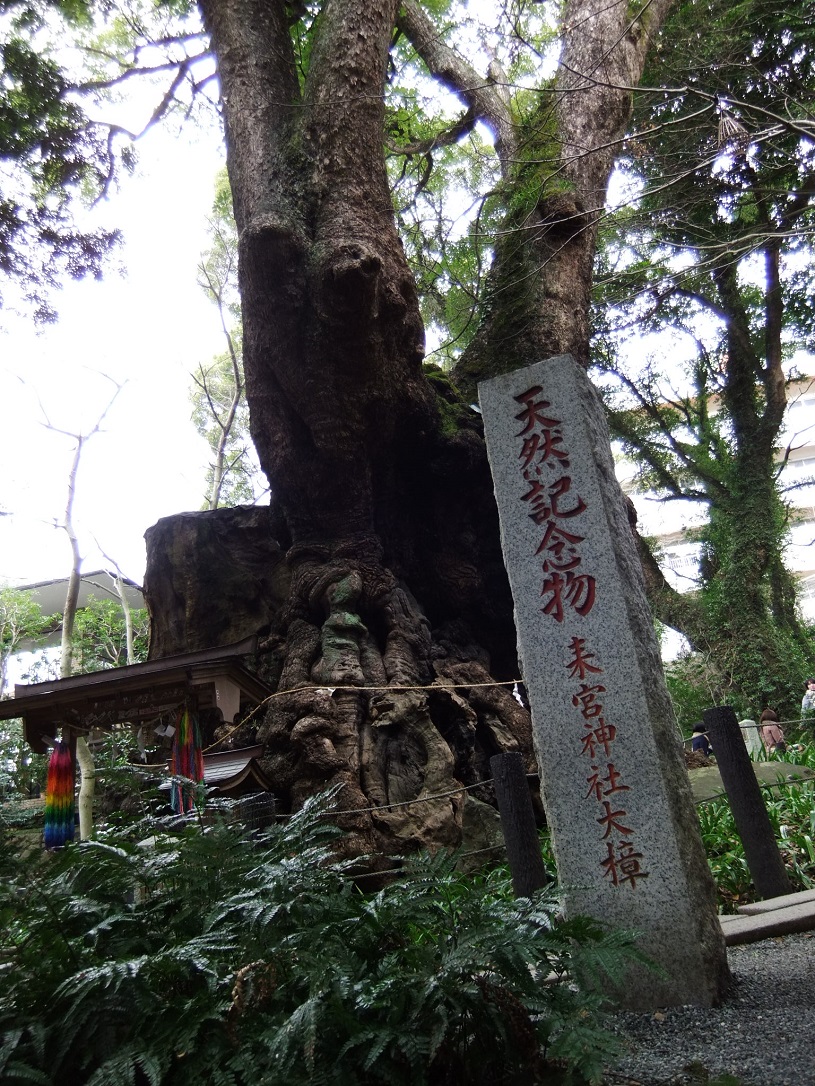 来宮神社＠熱海の大楠20130303.JPG