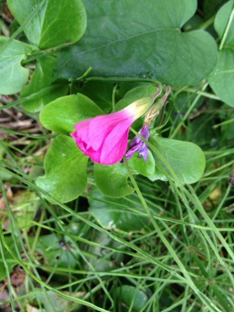 IMG_8968 (480x640).jpg