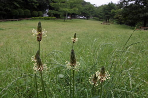 ヘラオオバコ（640x426）