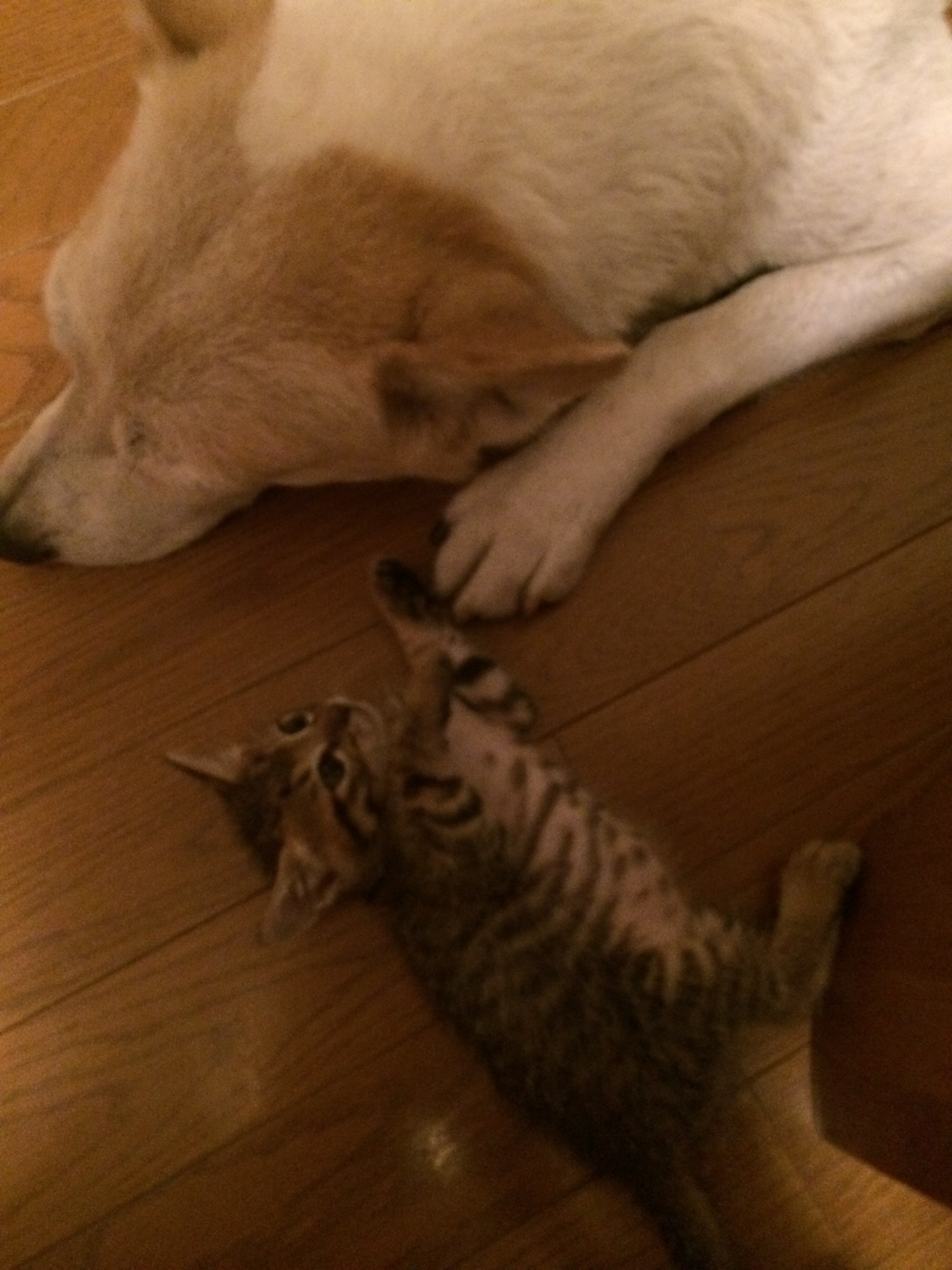 201409032224_4344_iphone.jpg
