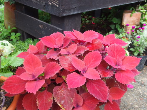 2015-06-27 15.20.35.jpg