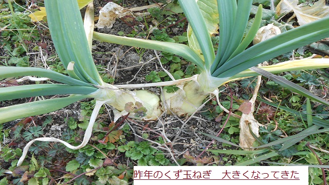 たまねぎ.JPG