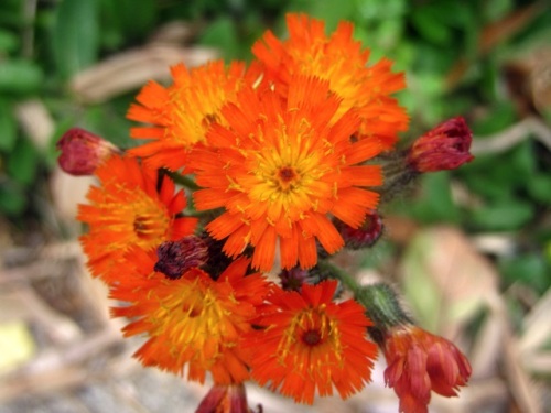 コウリンタンポポの花 コウリンタンポポは 初めての出合いでした 気仙沼大島での自然観察 その8 しろうと自然科学者の自然観察日記 楽天ブログ